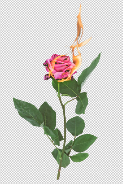 aesthetic-rose-on-fire-png-transparent-background-by-lu-amaral-studio