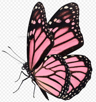 aesthetic-pink-butterfly-by-Lu-Amaral-Studio-12