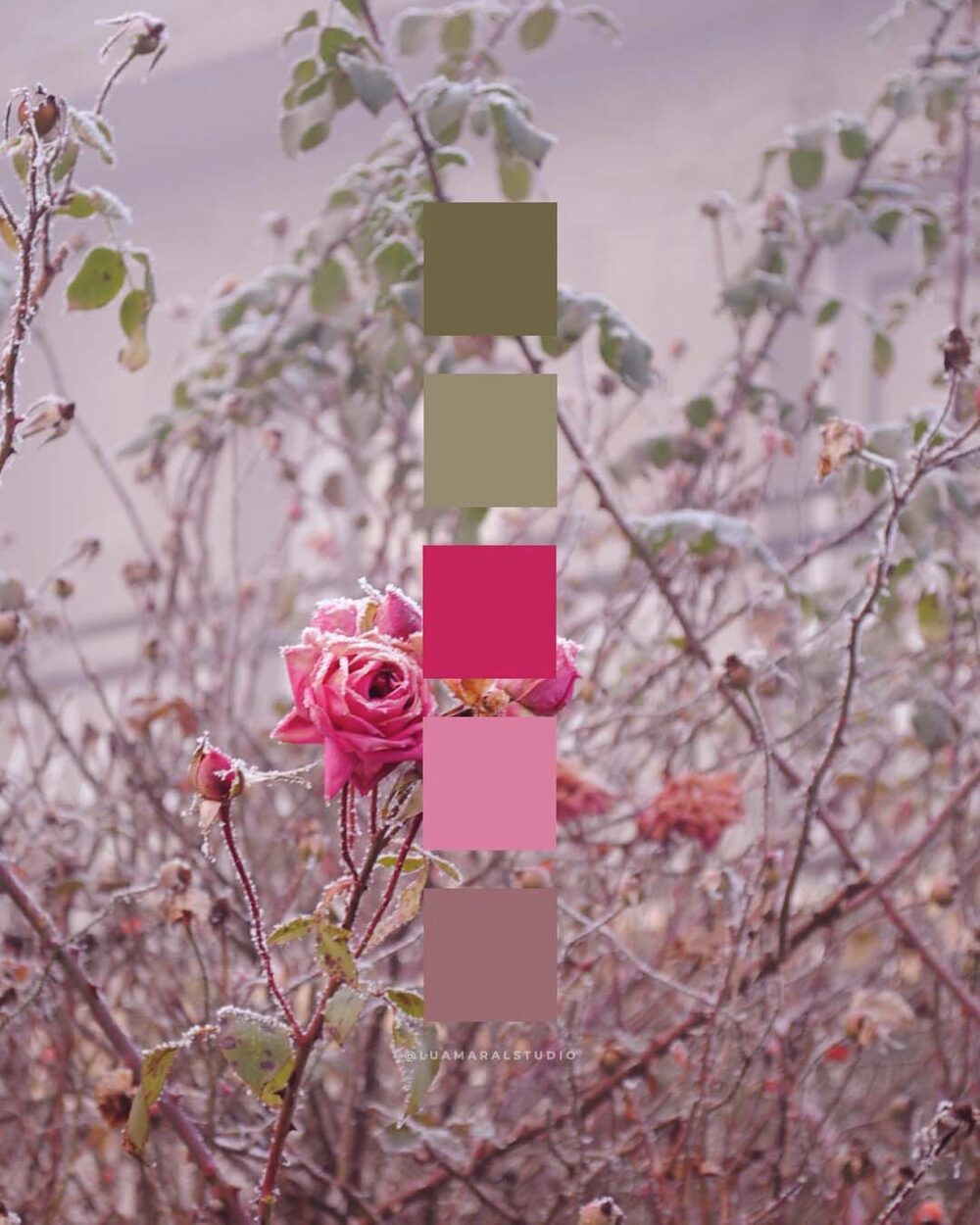 Beautiful pink winter color palettes for your creative projects ⋆ The ...